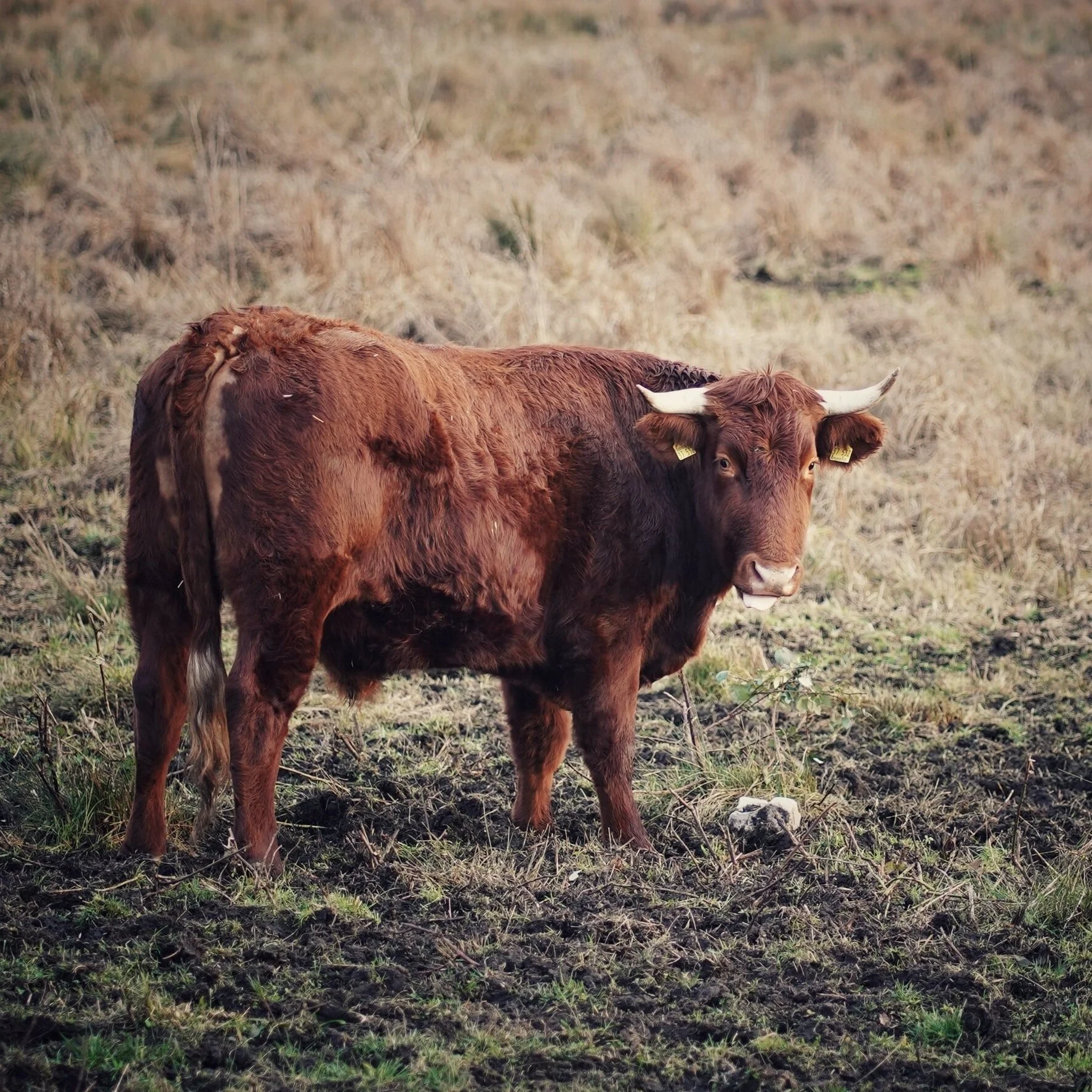 Crimestoppers Reward Offered in Investigation of Cattle Theft