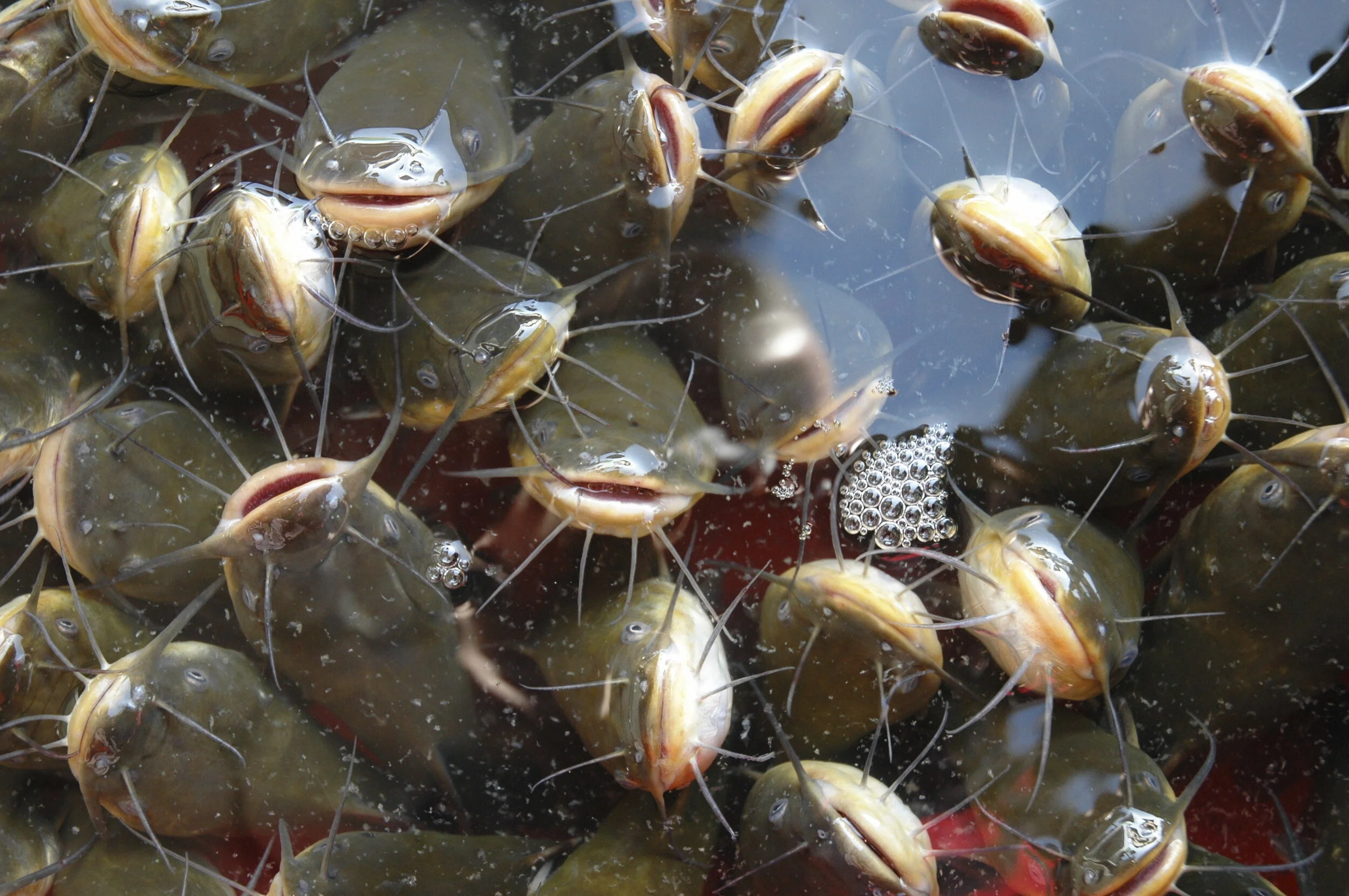 USDA Surveying Catfish Operations to Provide Up-to-Date Inventories