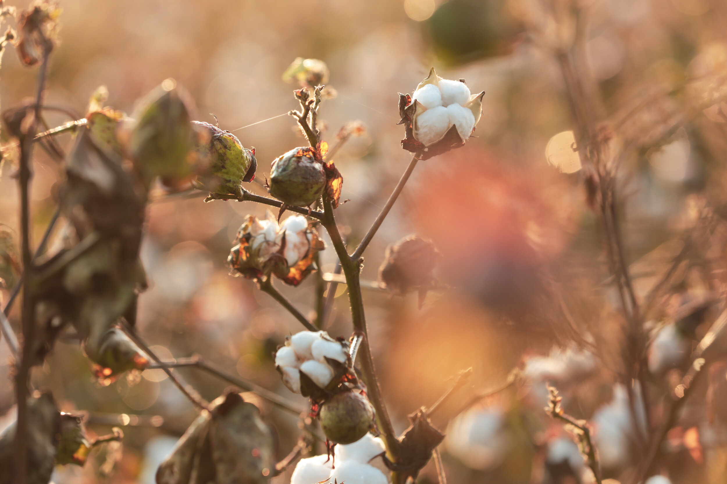 Survey Projects Slight Decline for 2021 U.S. Cotton Acres