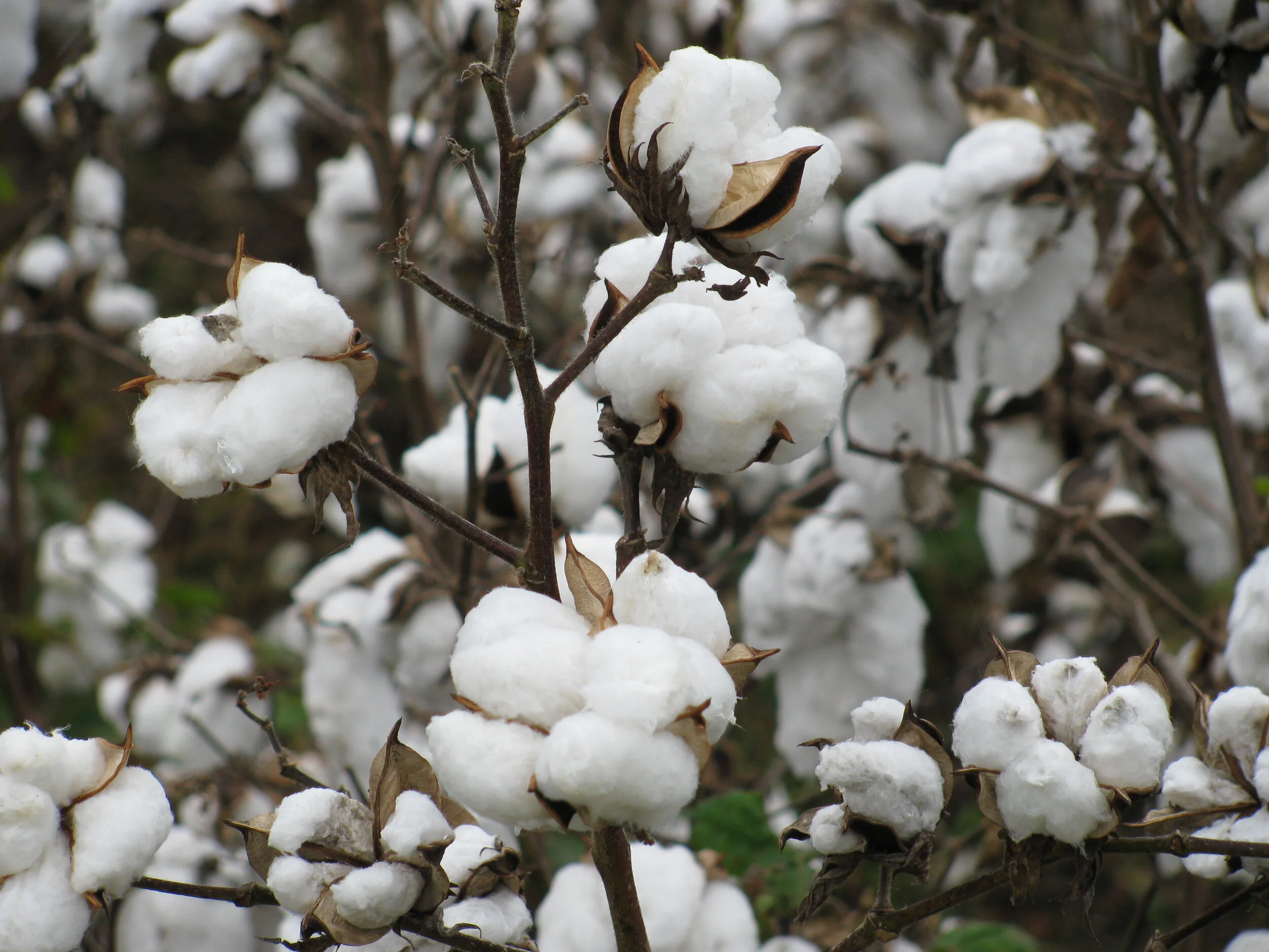 Farmer’s view: Celebrities Embrace Organic Cotton over GMOs, but is it More Sustainable?