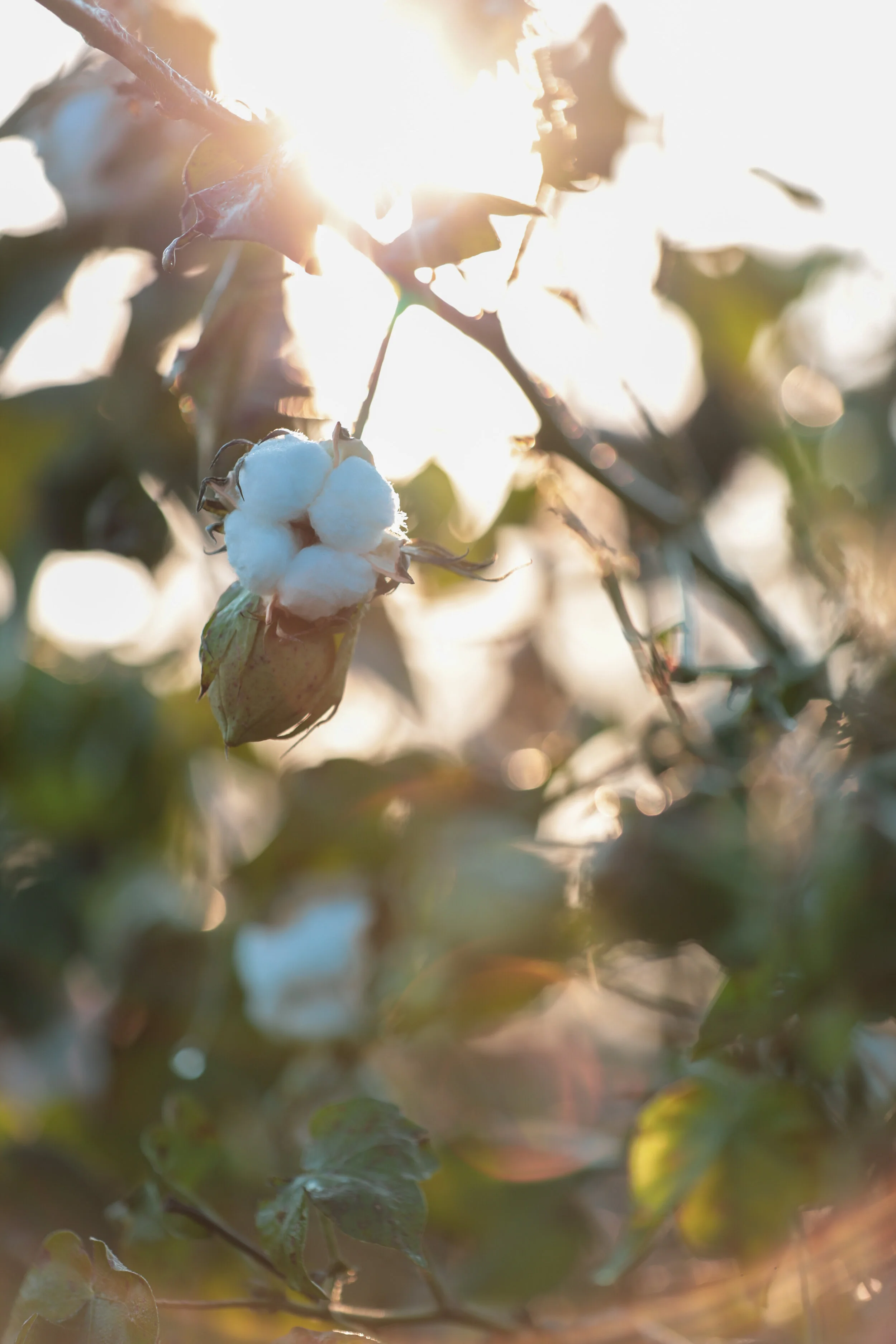 Fiber Initiative Provides Help For Healthcare Industry