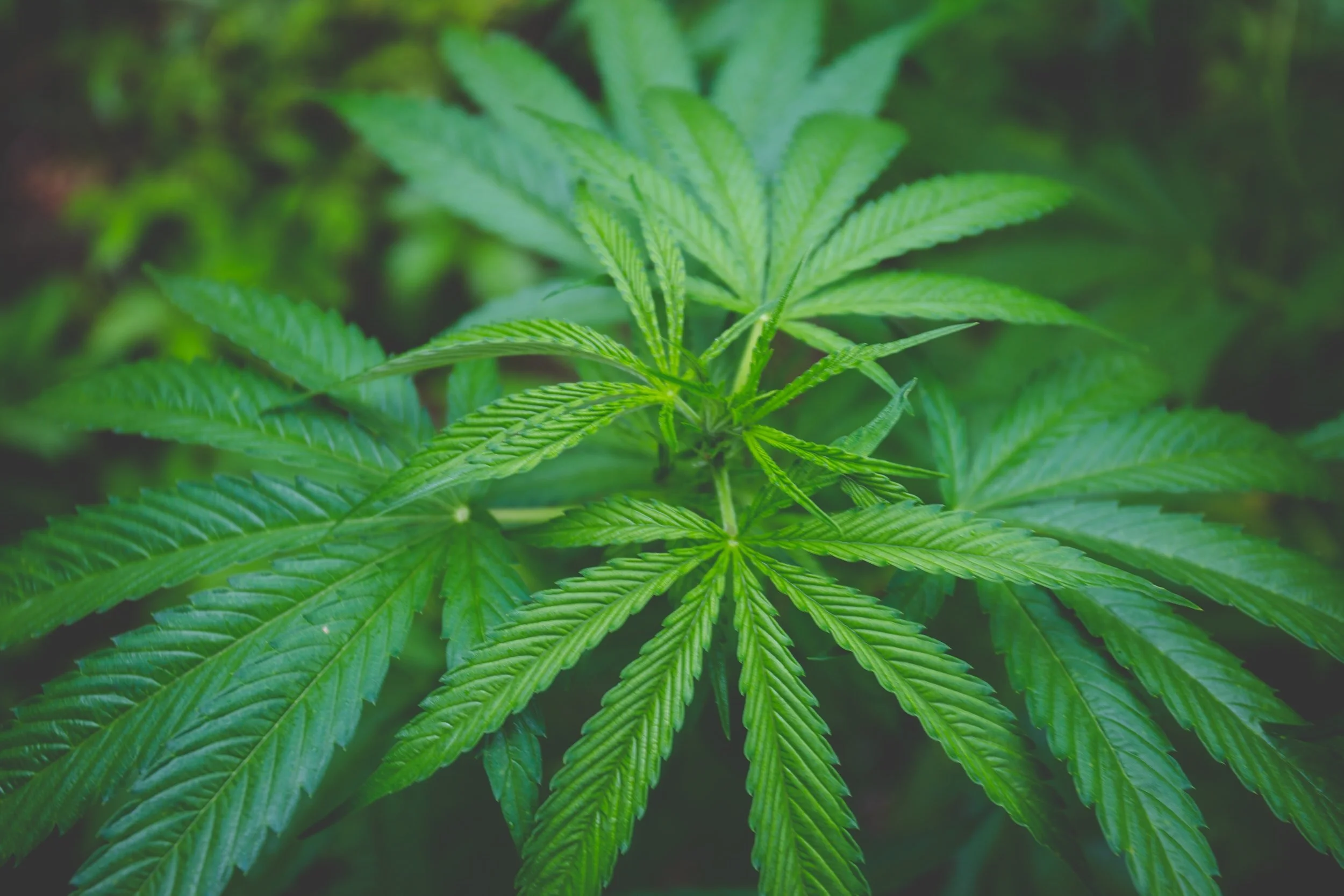 Thinking Of Hemp? Be Cautious And Have A Market