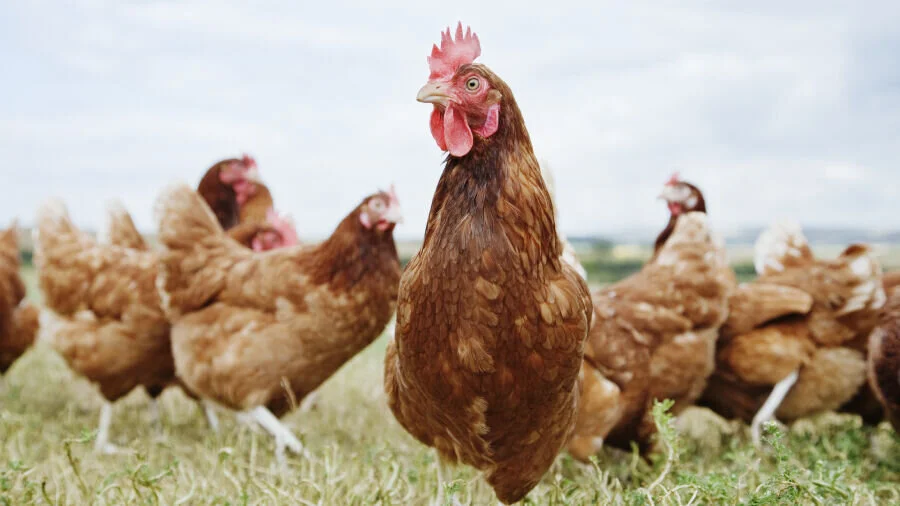 Man Caught On Camera Stealing Louisiana Farmer's Chickens