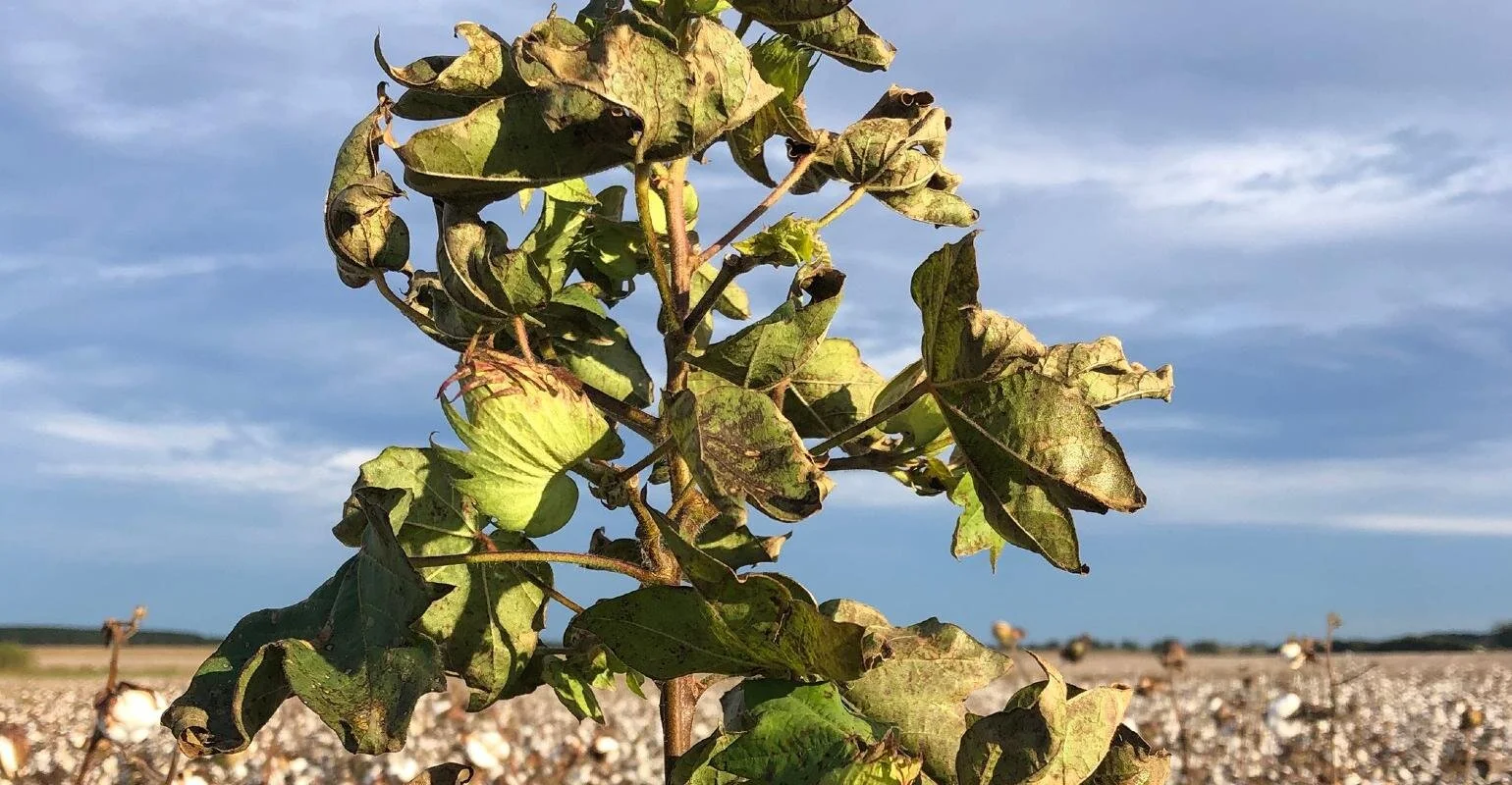 Cotton Virus Is Present But The Sky Isn't Falling