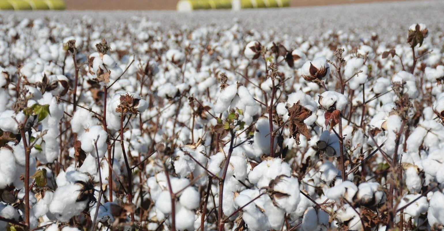 Staplcotn CEO Generally Bullish On 2021 Cotton