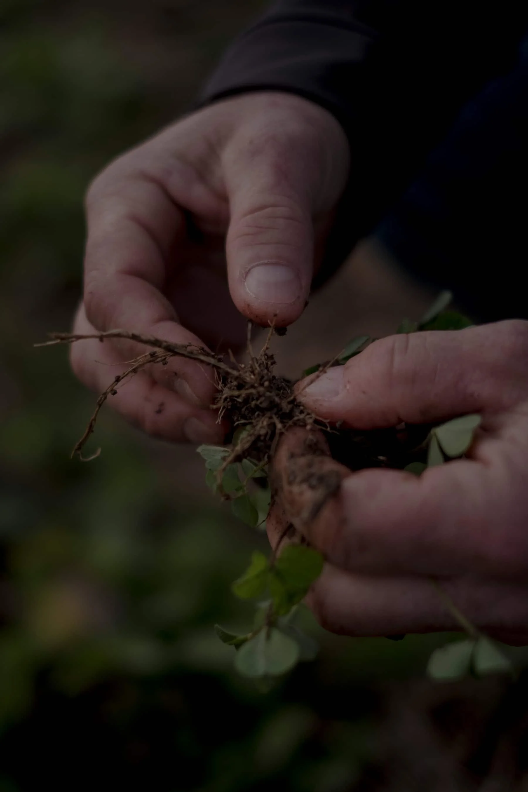 Planting Crops--And Carbon, Too