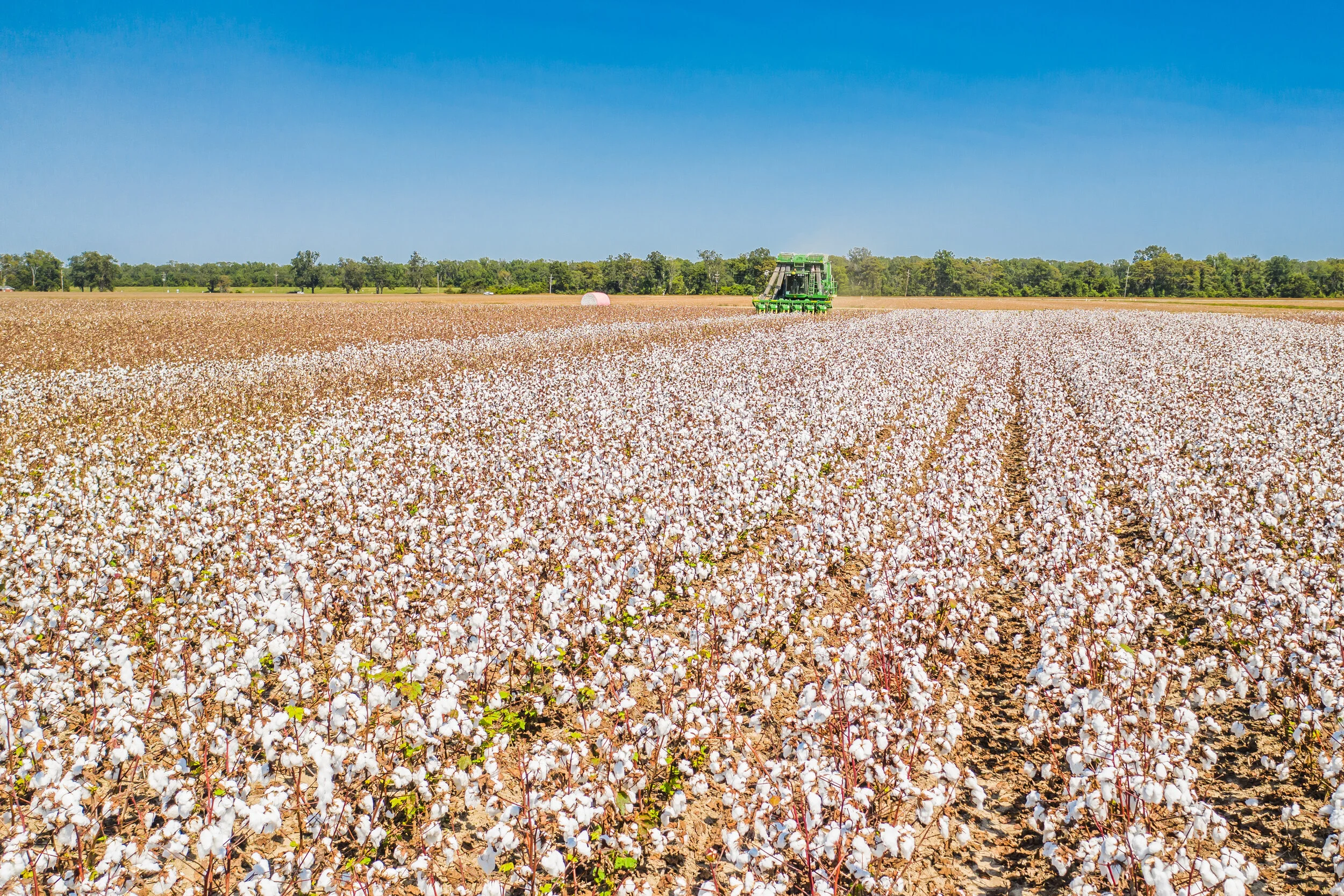 USDA OK's New Bt Cotton Variety
