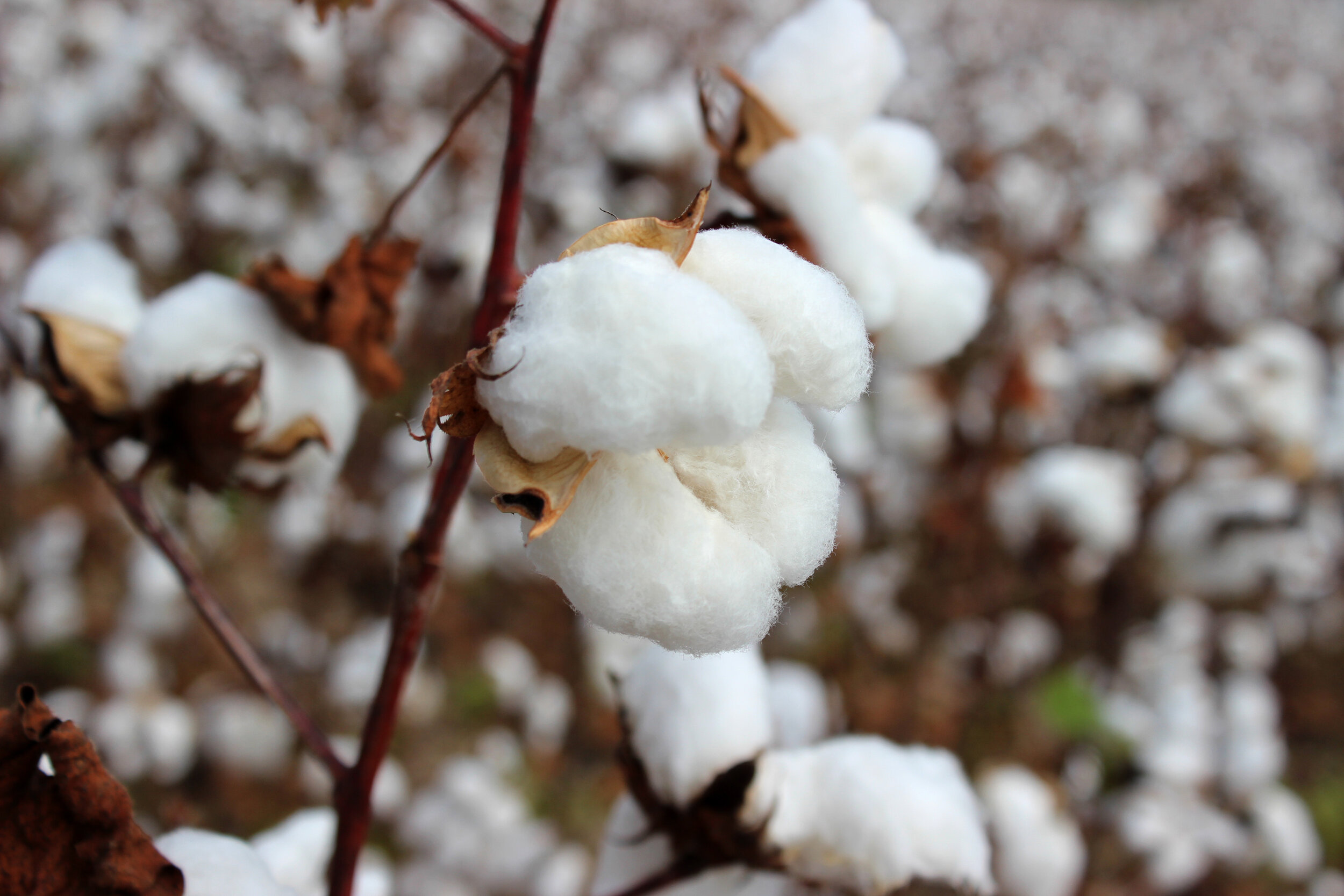 USDA Weekly Cotton Market Review