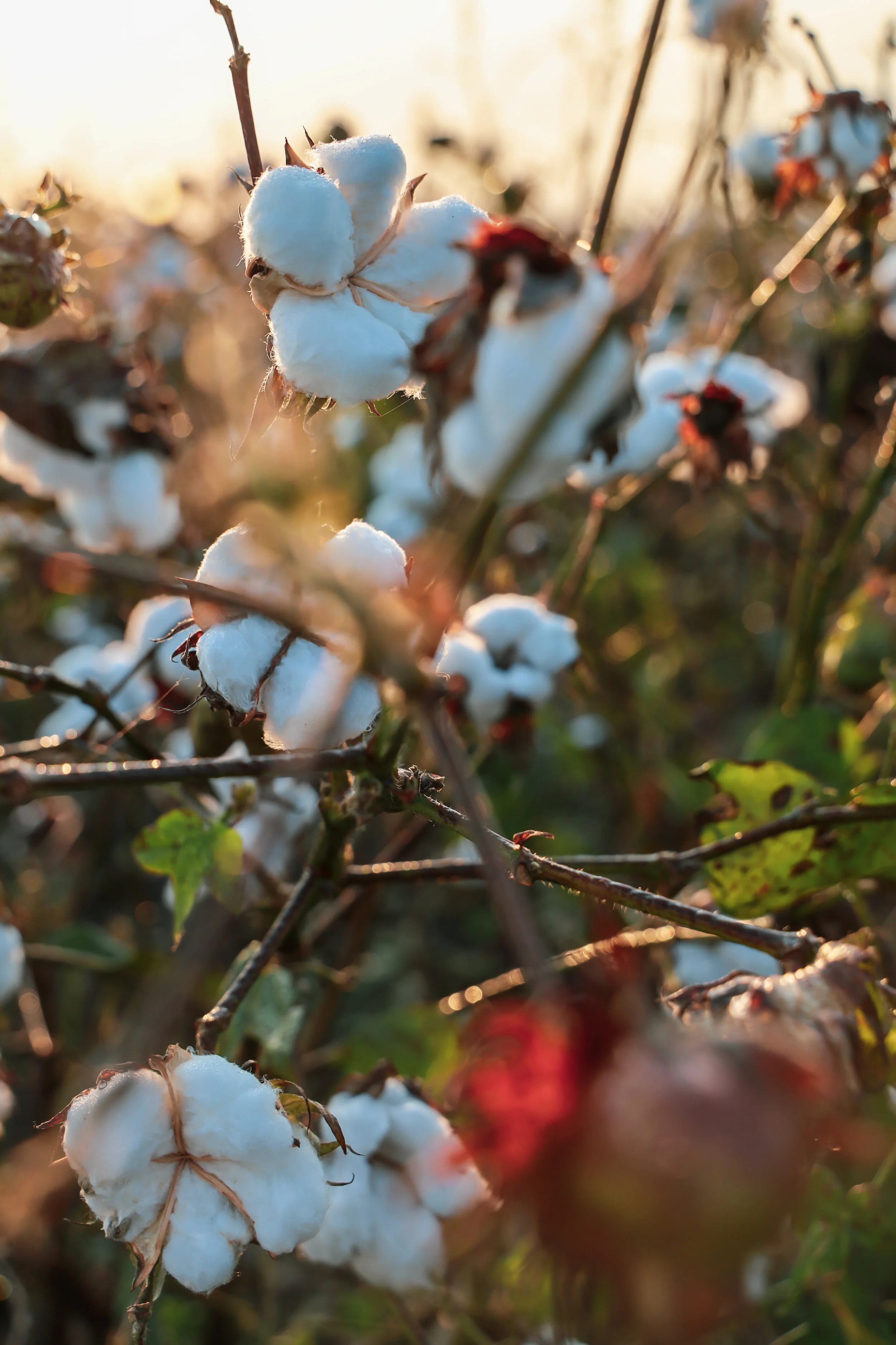 Cleveland On Cotton: Recipe For Higher Prices, But Maybe Not Mid-80's