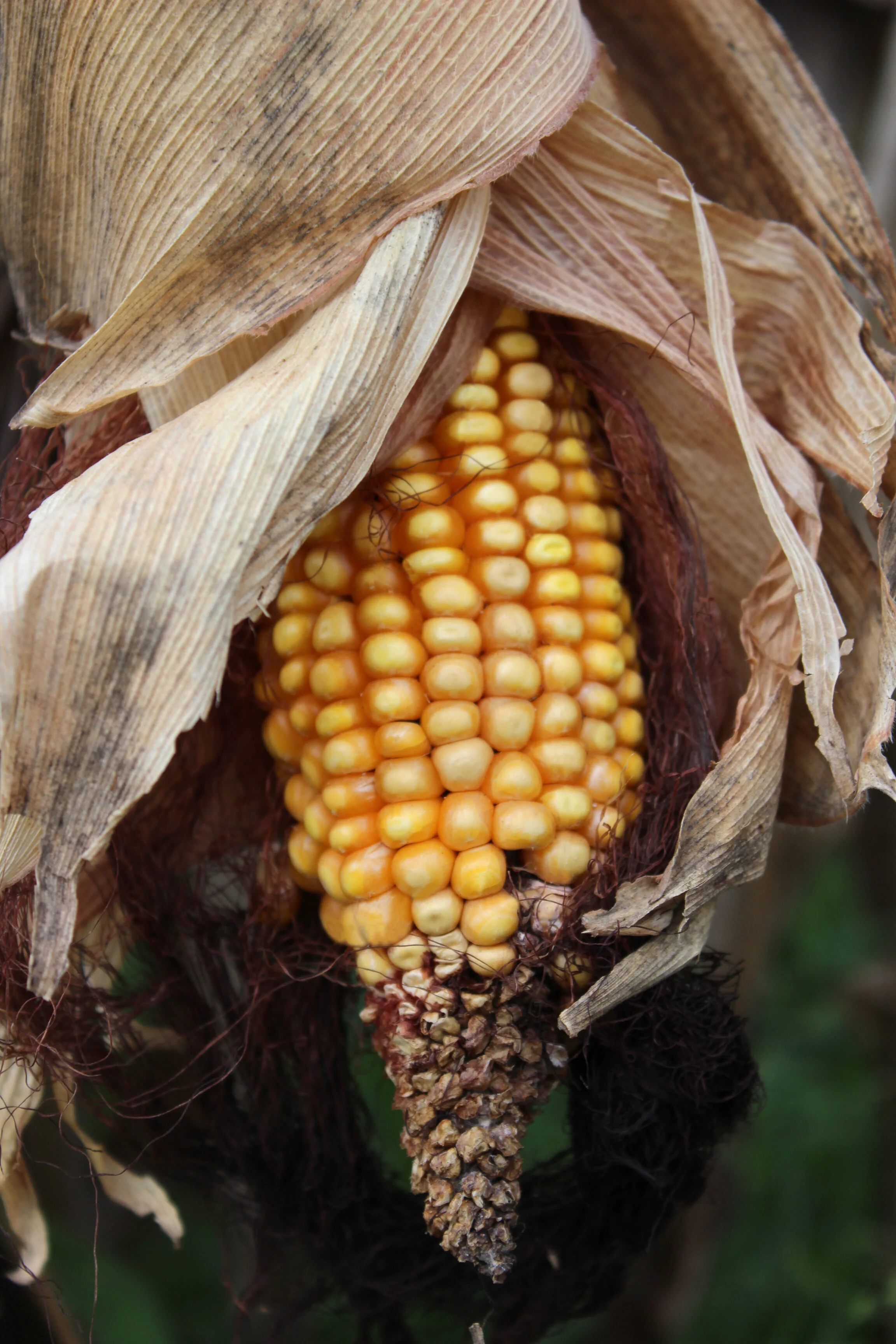 EPA Undercuts Corn Farmers &amp; Ethanol Again