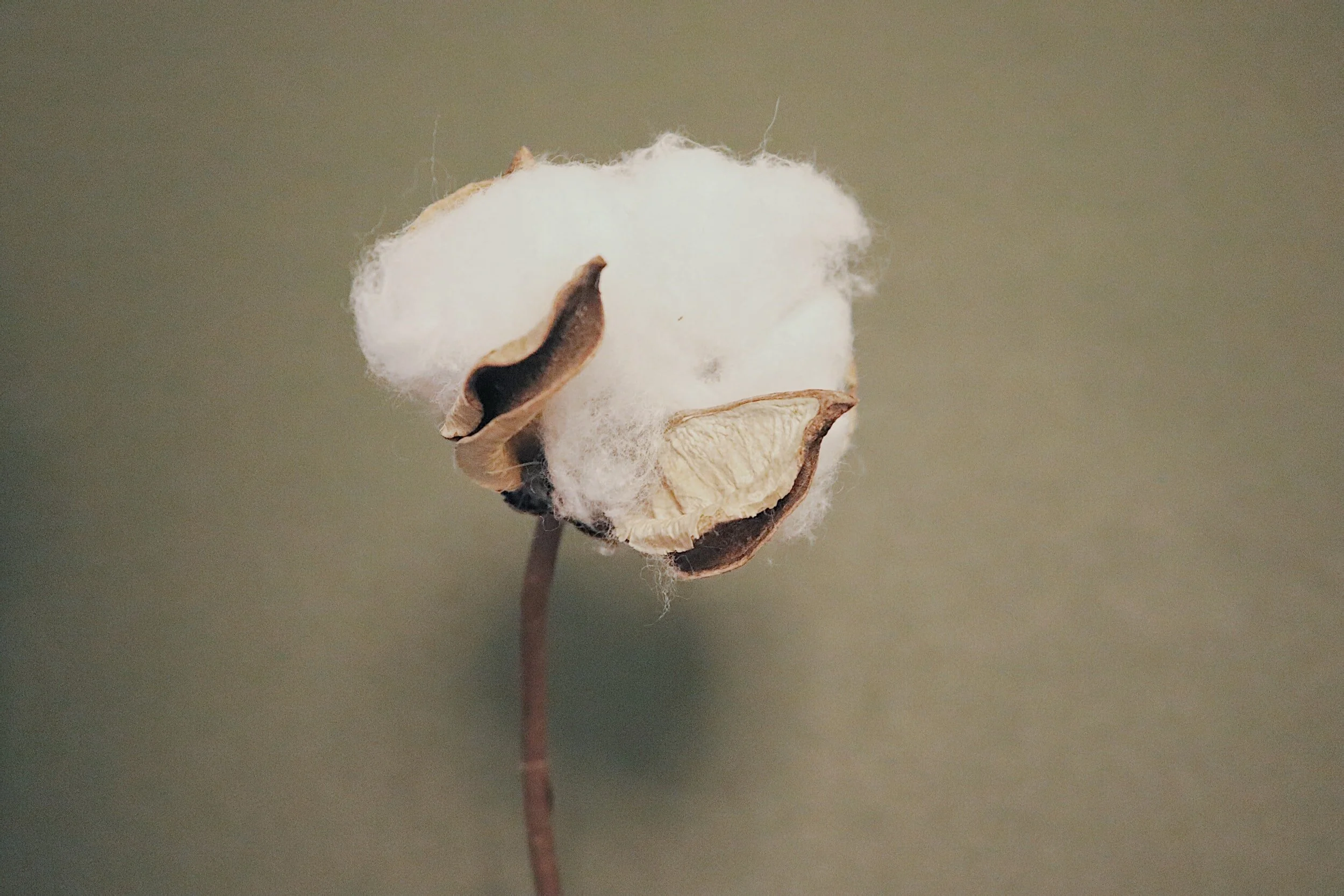 Sustainable Cotton Fiber: Why It Matters