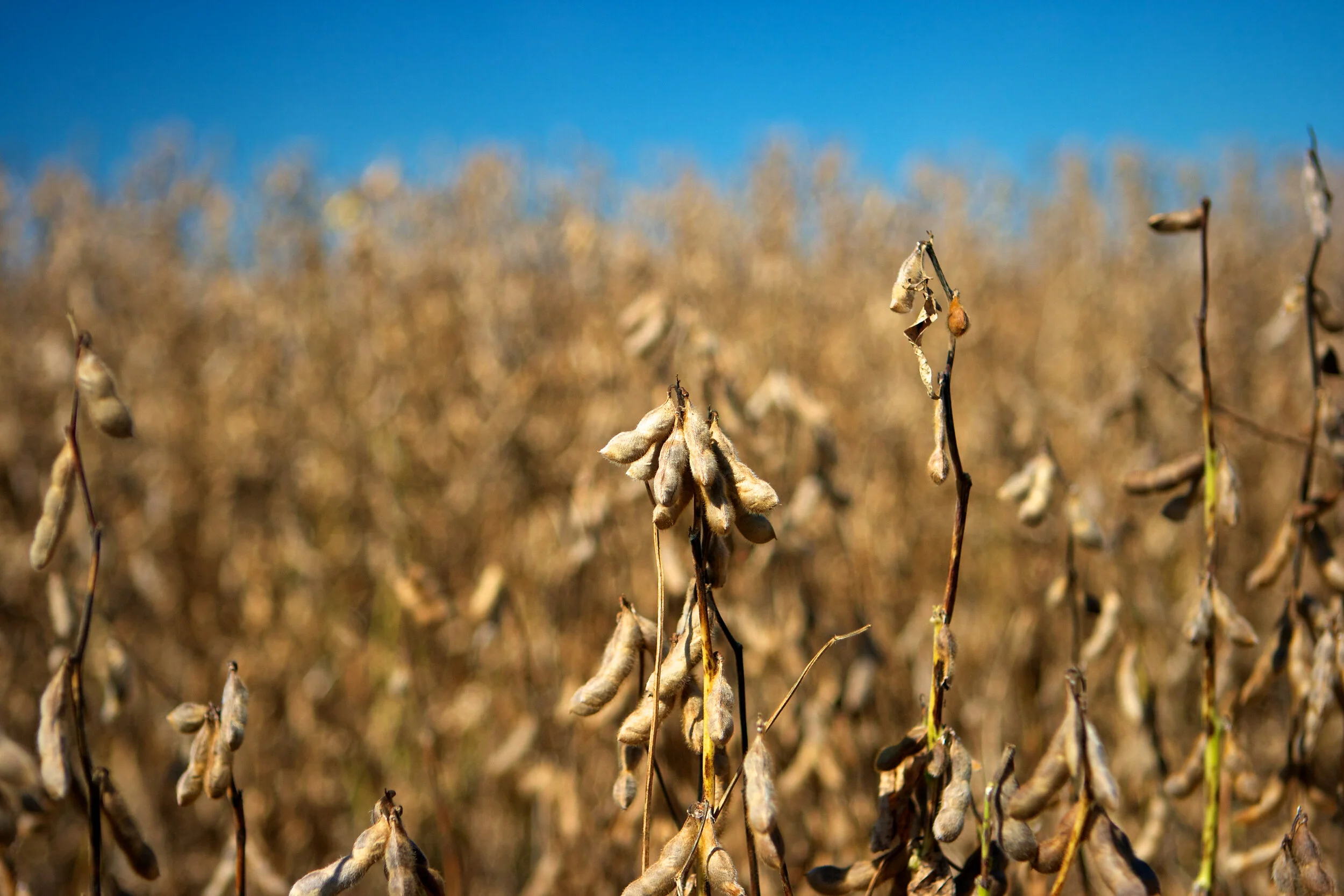 Why History Shows $16 Soybeans Are Possible