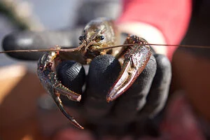 Slow Crawl to the Start of Crawfish Season