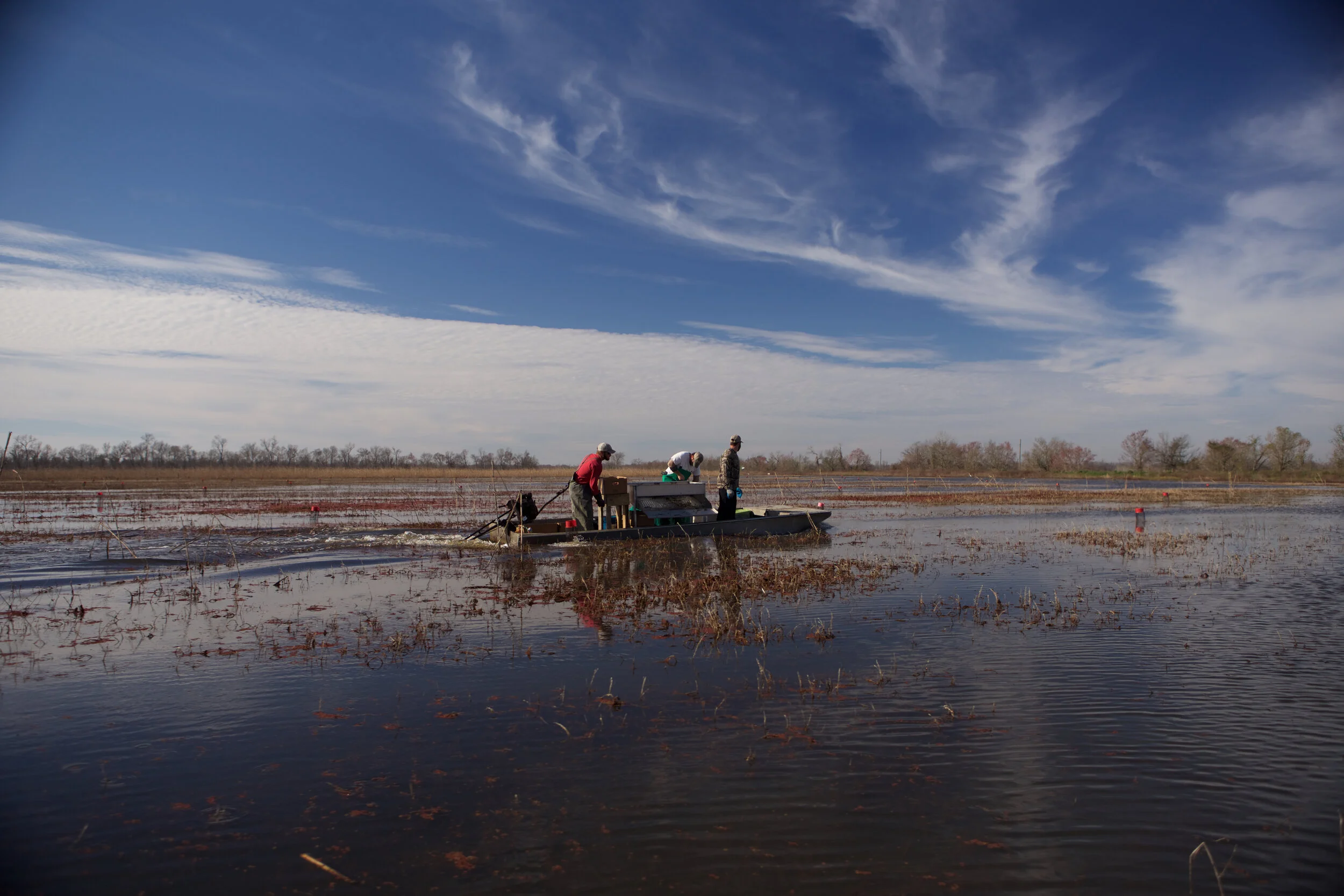 Crawfish Industry Optimistic about 2021