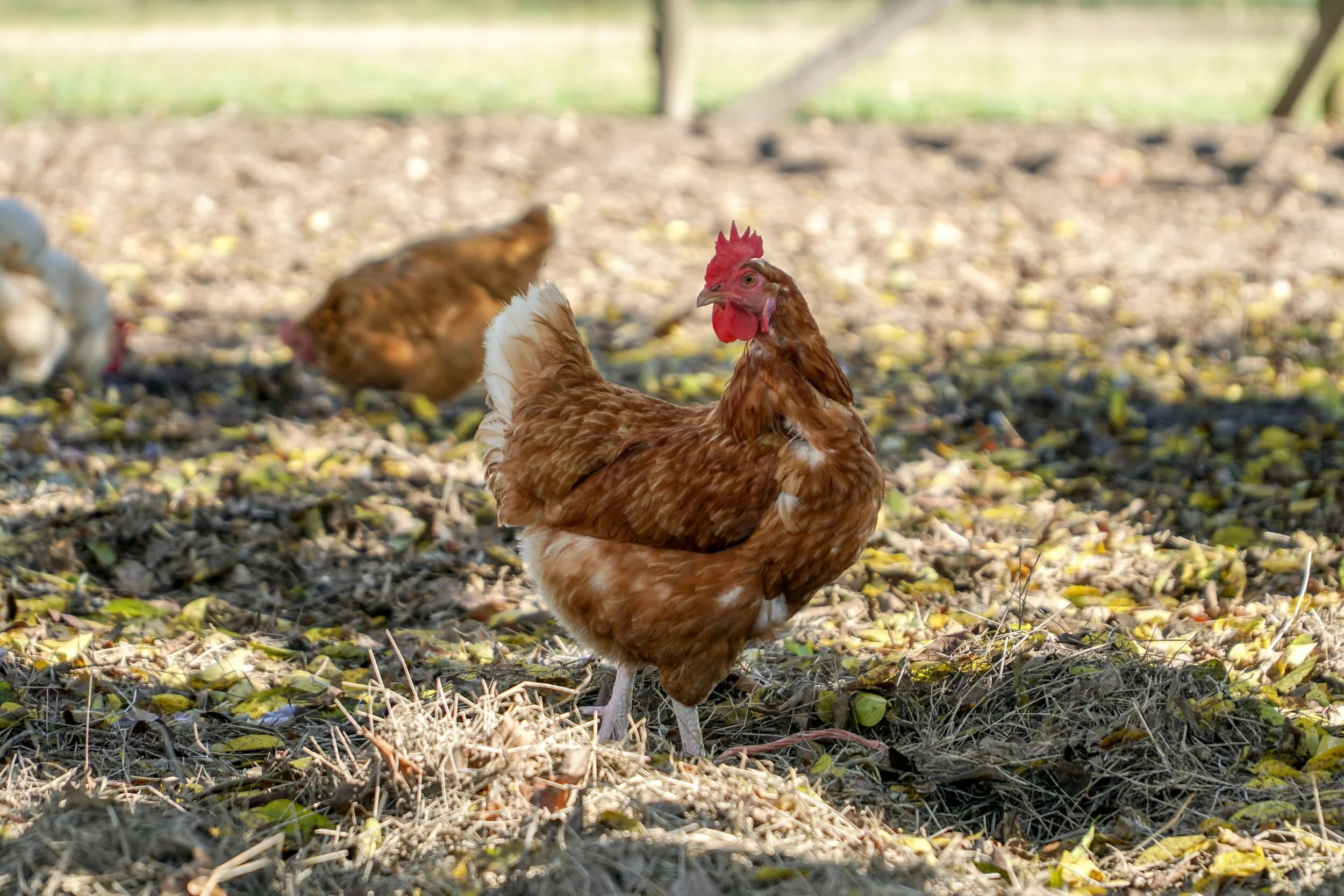 USDA Updates CFAP to Include Support for Contract Poultry and Livestock Producers
