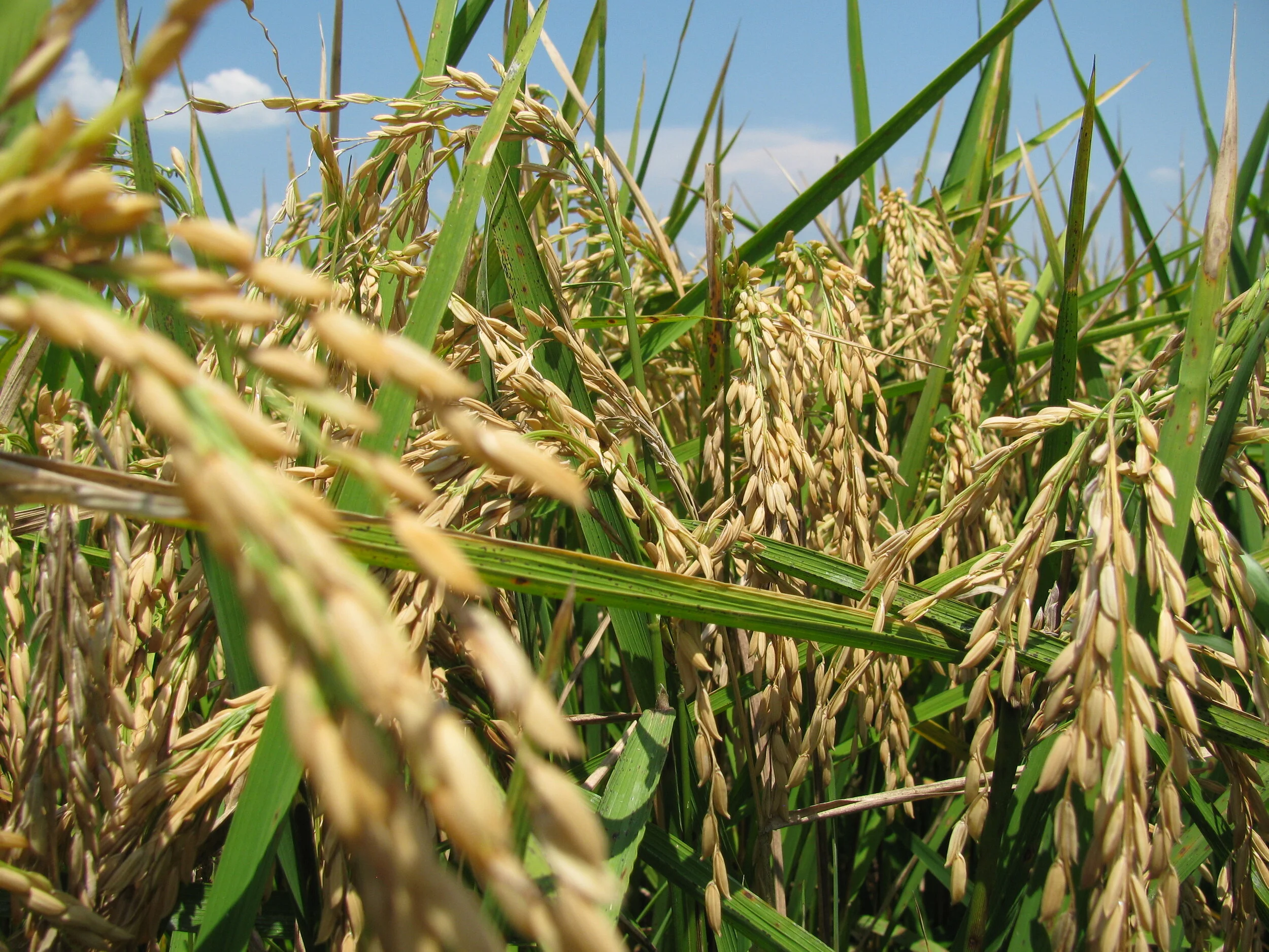 The Rice Industry has had Enough Changes for a While