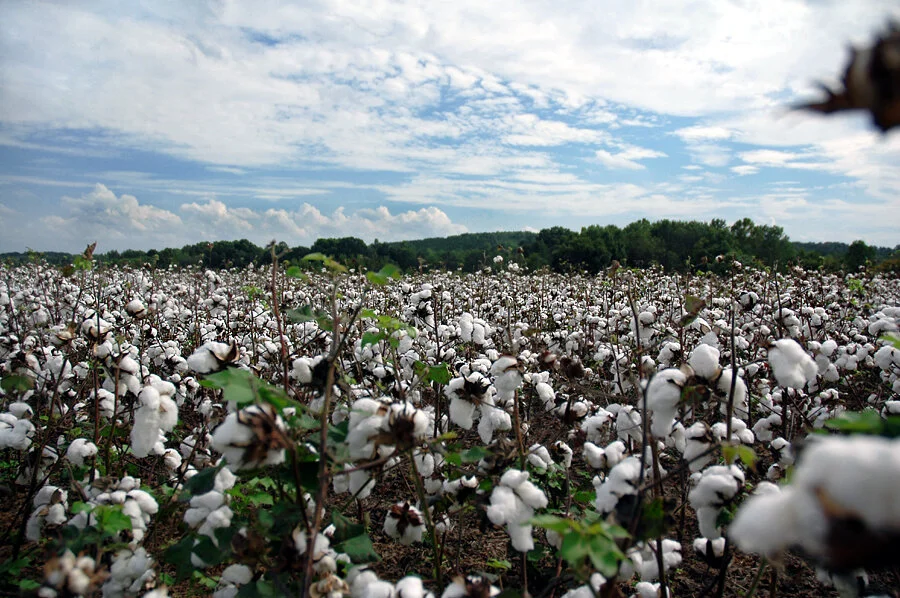 Ebelhar Receives 2021 Outstanding Research Award In Cotton Agonomy