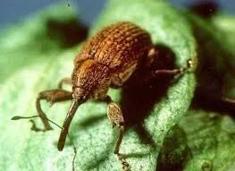 Louisiana Boll Weevil Commission Meets Today