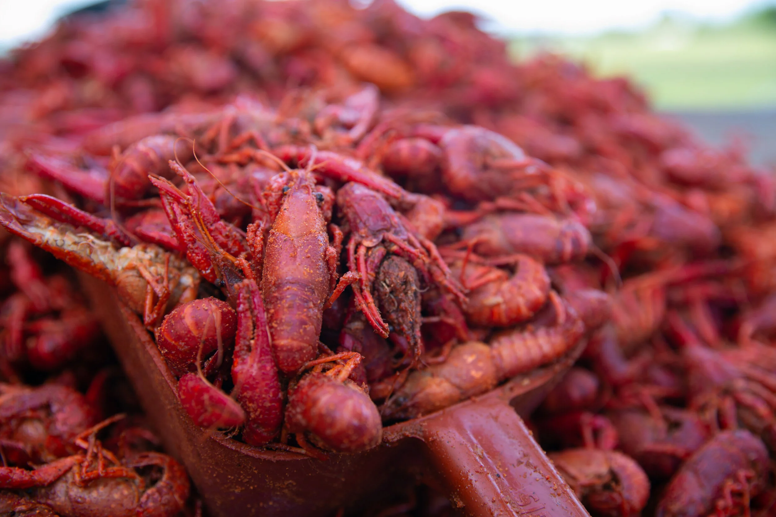 Some Crawfish Farmers Fear They've Lost Season's Crop after Hurricanes Laura, Delta