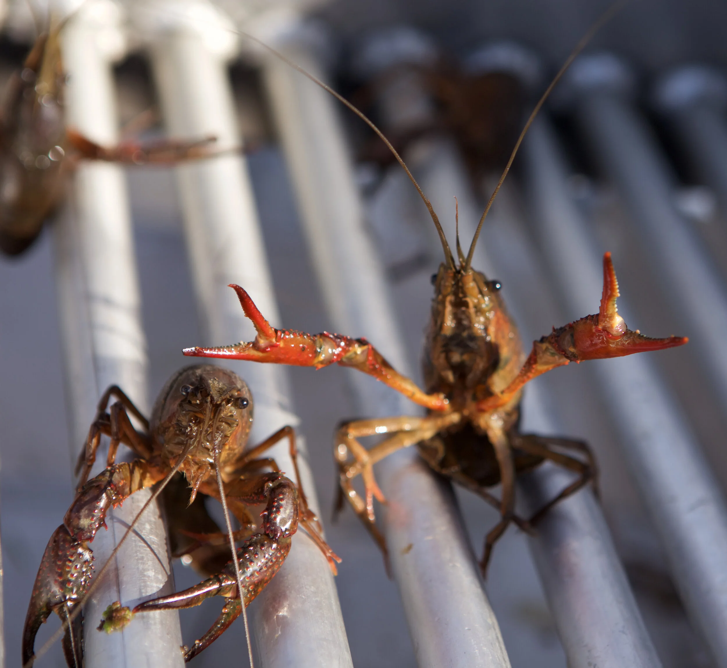 2021 Crawfish Season: 'No One Knows what Normal is Any More'