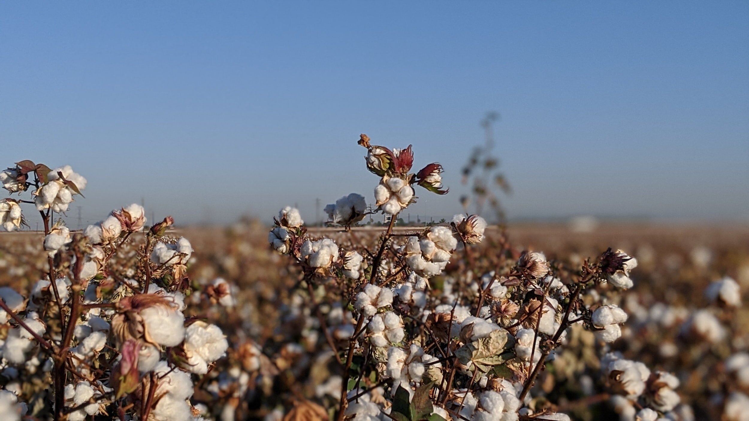WASDE Cotton: Higher US Exports, Lower Production, Ending Stocks