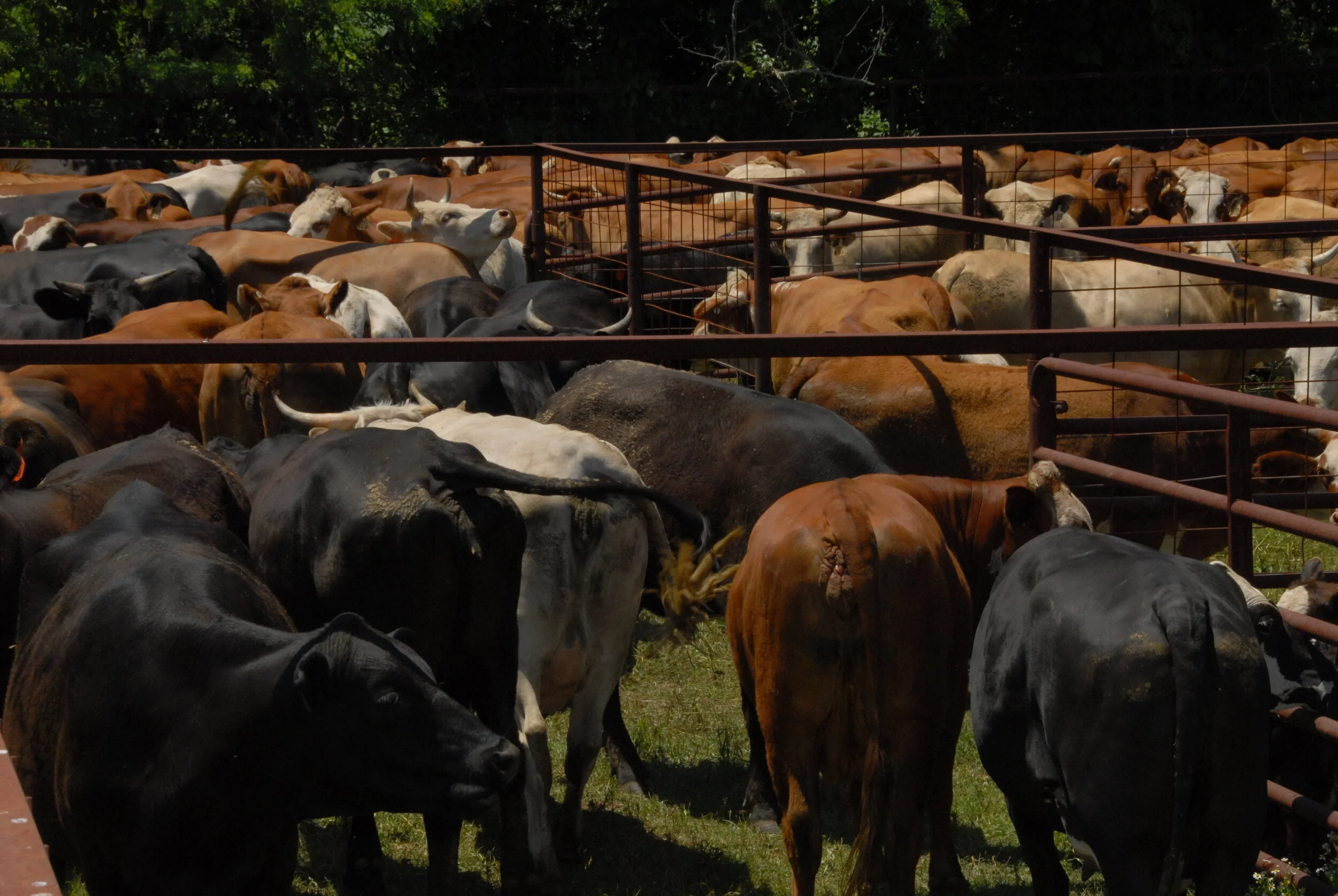 Louisiana Livestock Brand Commission Meeting Notice