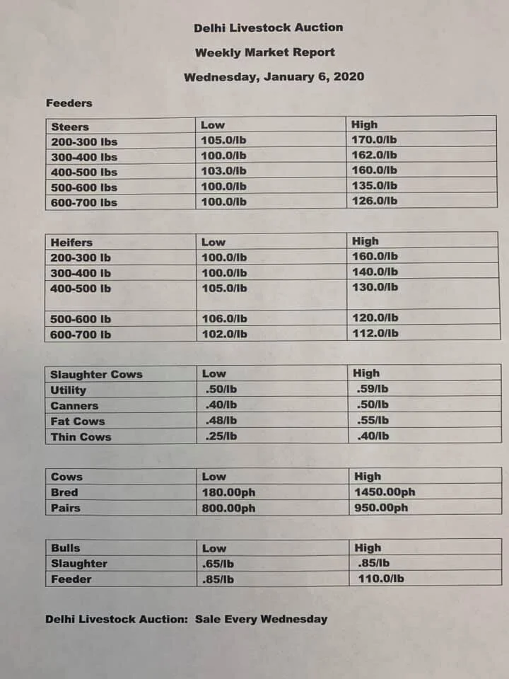 Delhi Livestock Auction, January 6, 2021