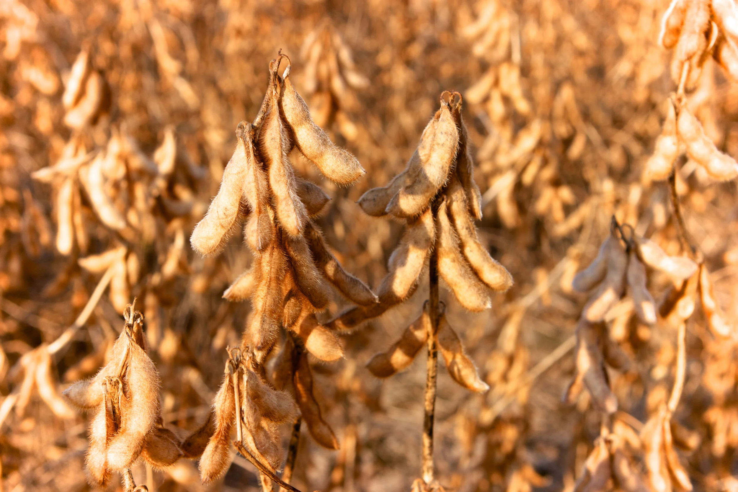 Phase One Ag Targets Lag, But US Soybean And Corn Exports To China Surge