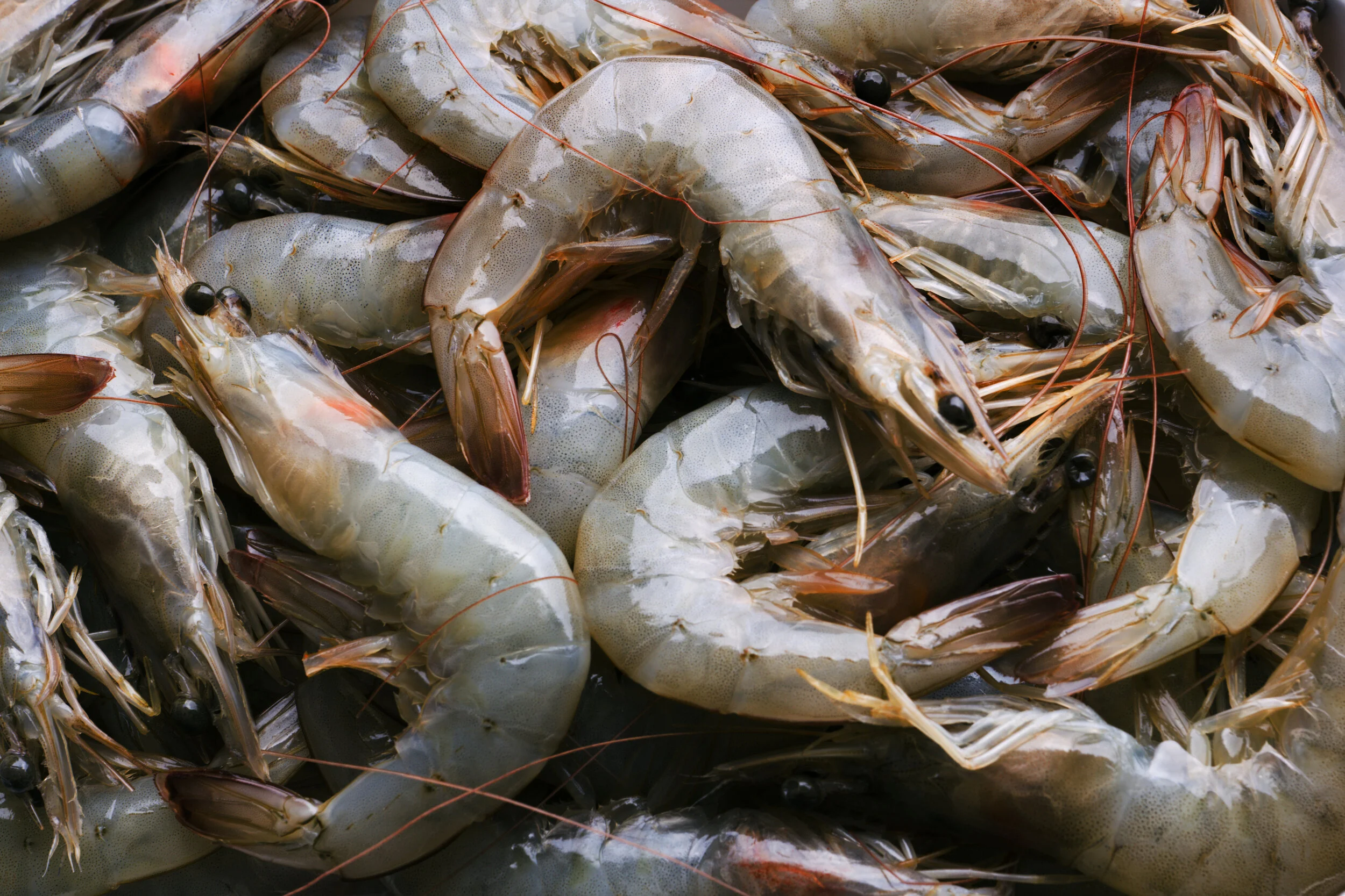 USDA Reminds Fishermen of January 15 Deadline for Seafood Trade Relief Program