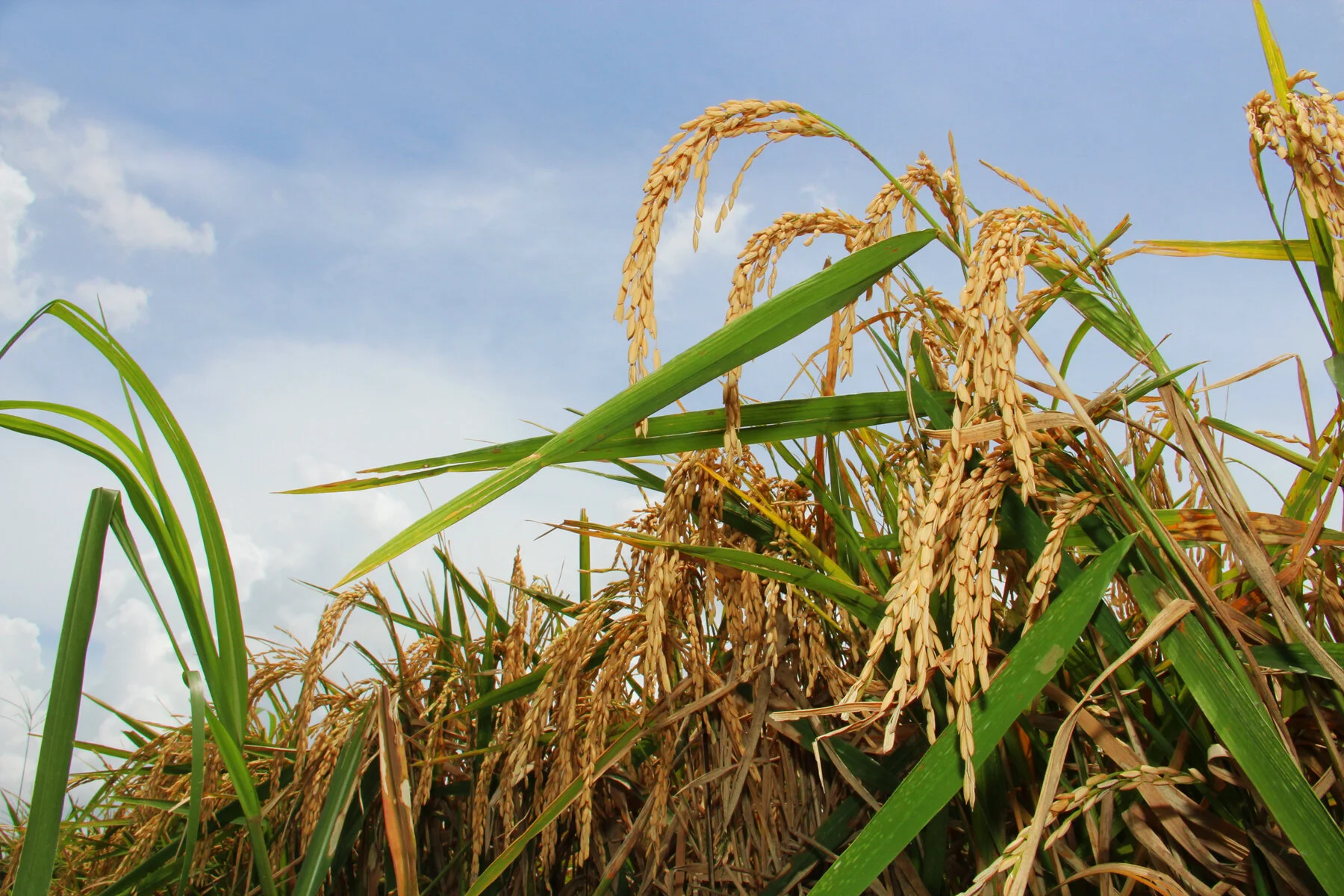 LSU AgCenter To Hold Virtual Rice Meetings