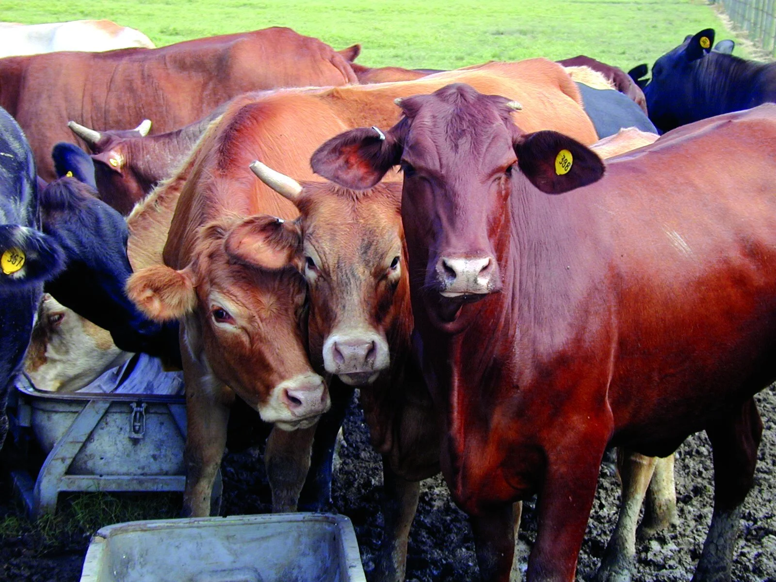 Red River Livestock Auction -- December 1, 2021