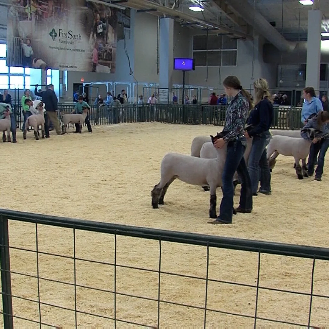 Livestock Show Season Celebrates Exhibitors' Hard Work