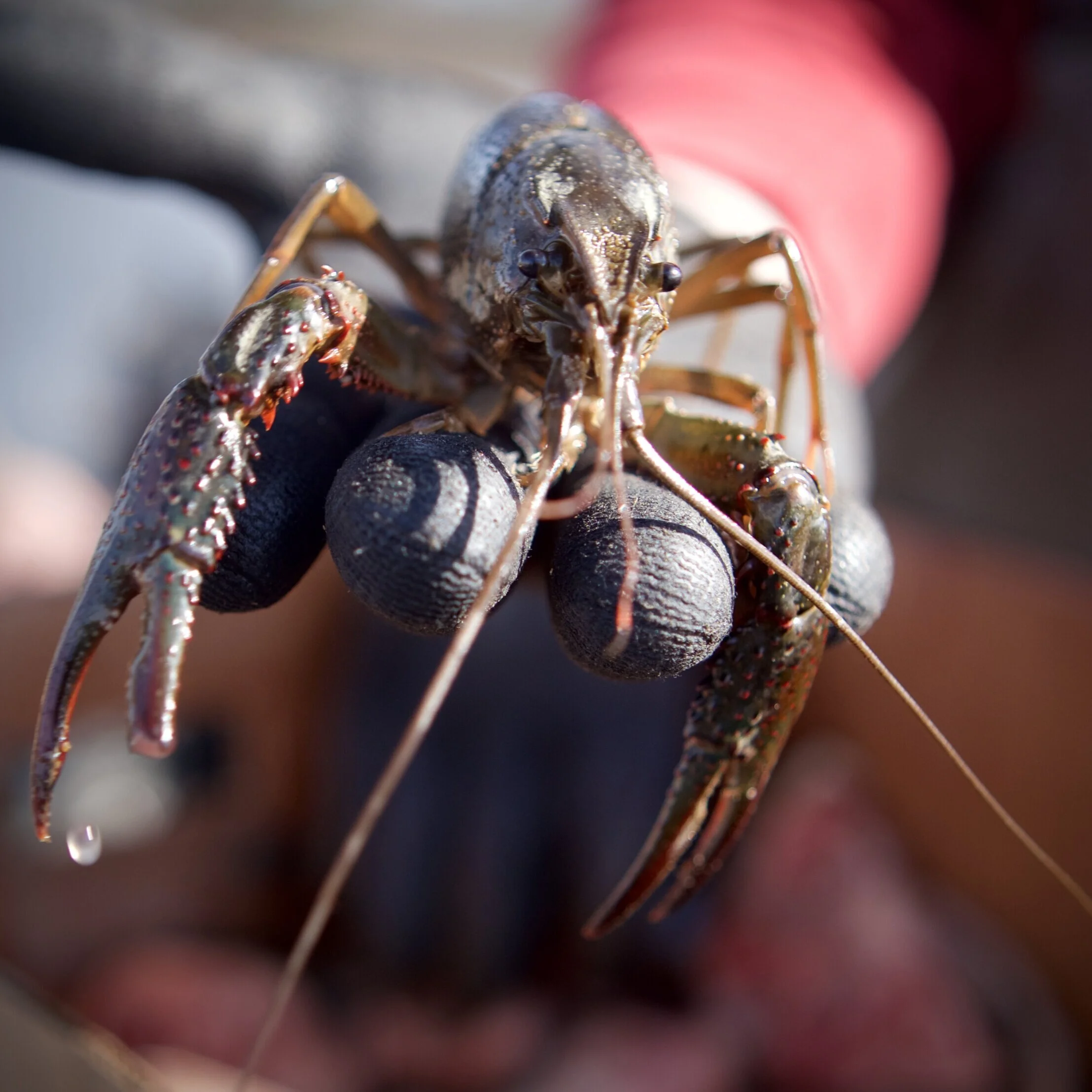 Crawfish Season Looks Promising