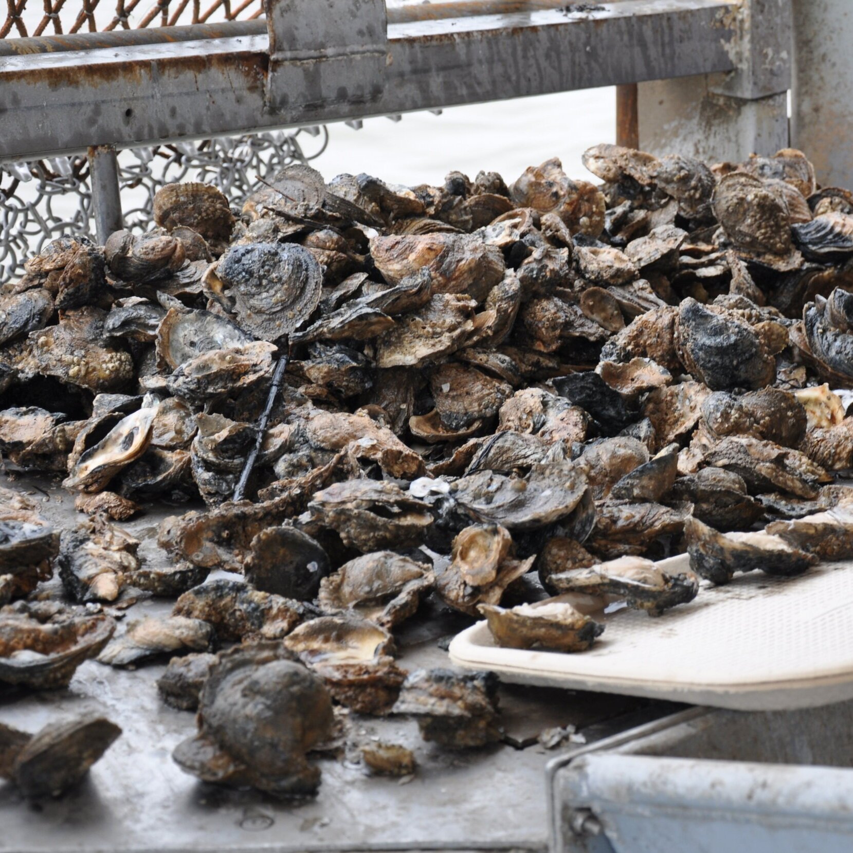Massive, Unexplained Bivalve Die-off Sends Many Louisiana Oystermen Back to Square One