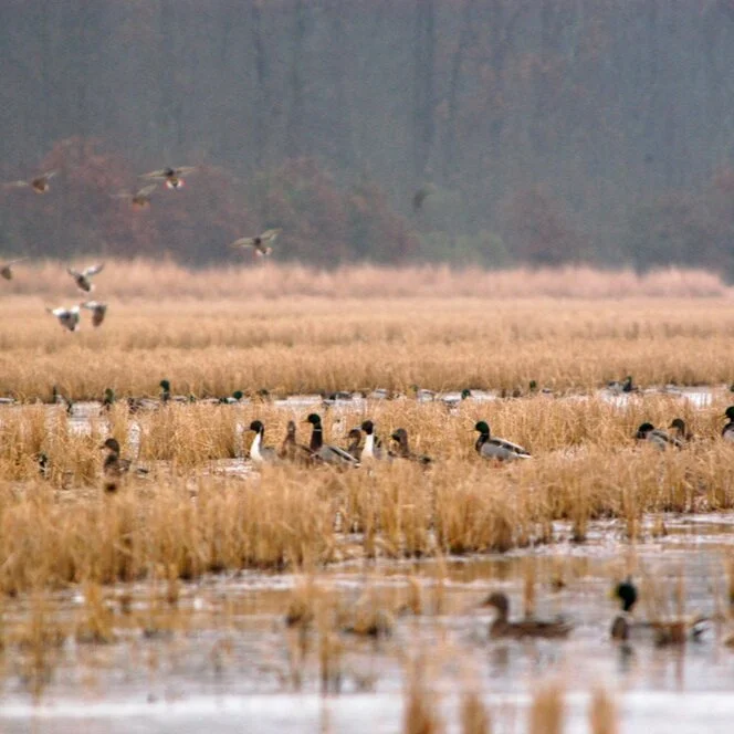 USA Rice and Ducks Unlimited Release 2020 Annual Report
