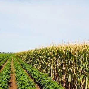 Have Farm Program Payments Affected The Distribution Of Crop Acres?