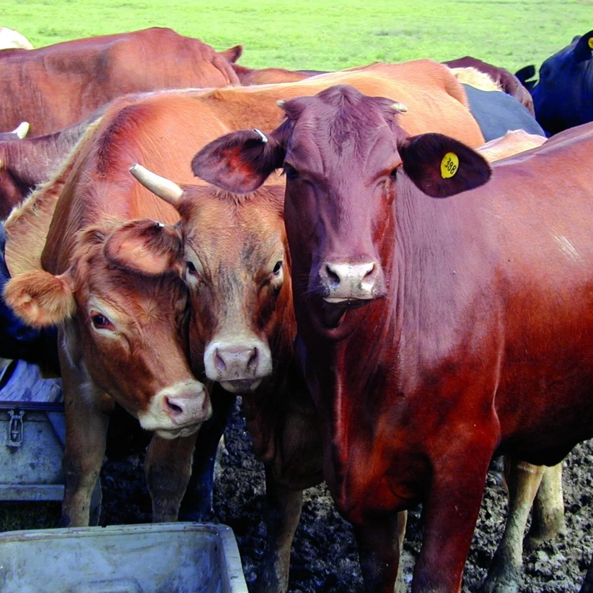 Beef Brunch Educational Series: Weathering the Storm