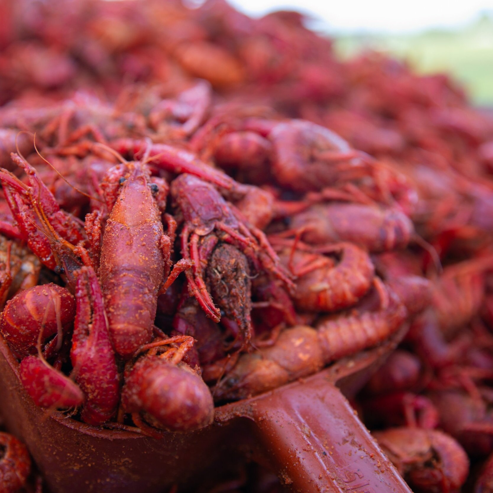 Here's Why Crawfish Prices are So High in Terrebonne and Lafourche