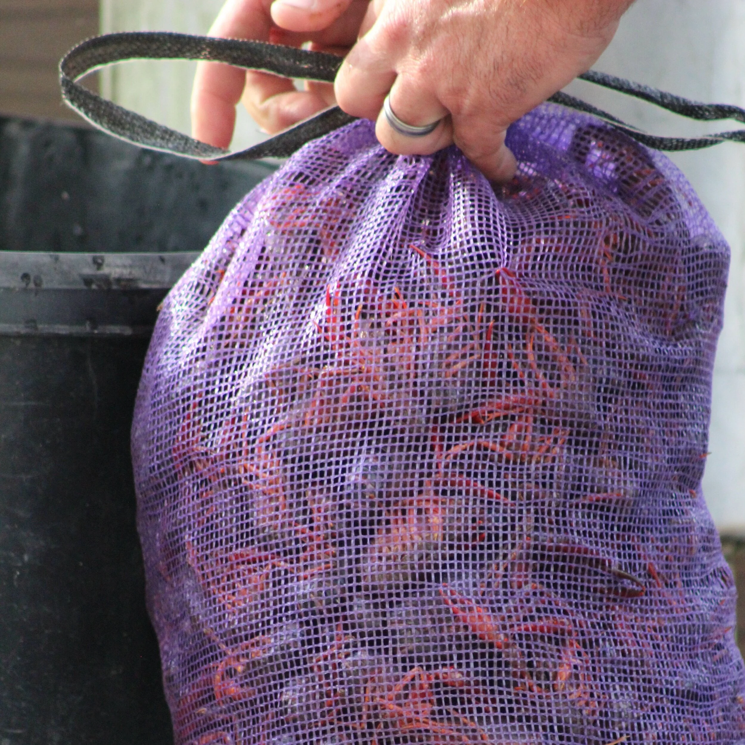 One Local Business Gets Ahead of Crawfish Drought in Louisiana