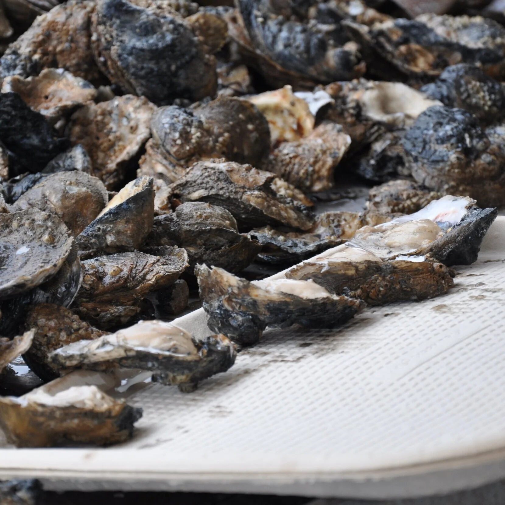 LDWF Announces Process to Lift Oyster Moratorium