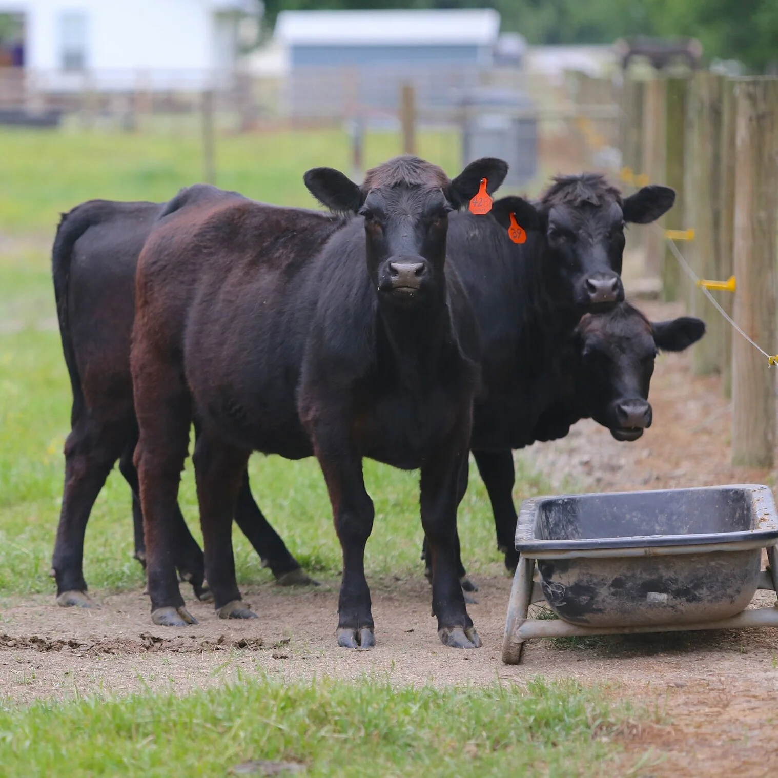 Kinder Livestock Auction: February 1, 2021