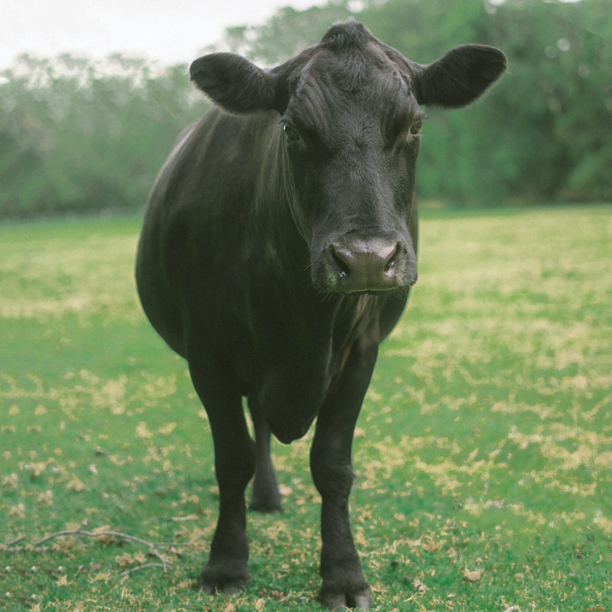 Red River Livestock Auction: February 3, 2021