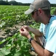 Be Alert For Usual Insect Pests In Cotton