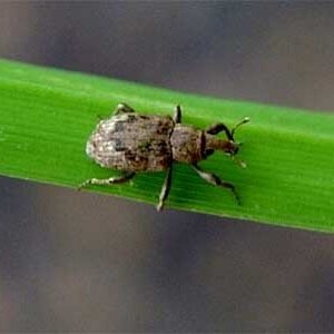 Louisiana Rice: Insecticidal Seed Treatment Considerations