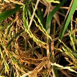 Louisiana Rice: Changes In Available Fungicides