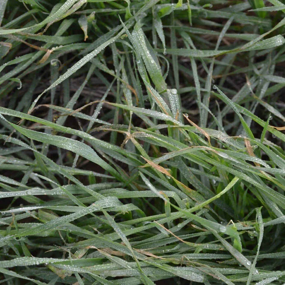 Freeze Injury On Wheat