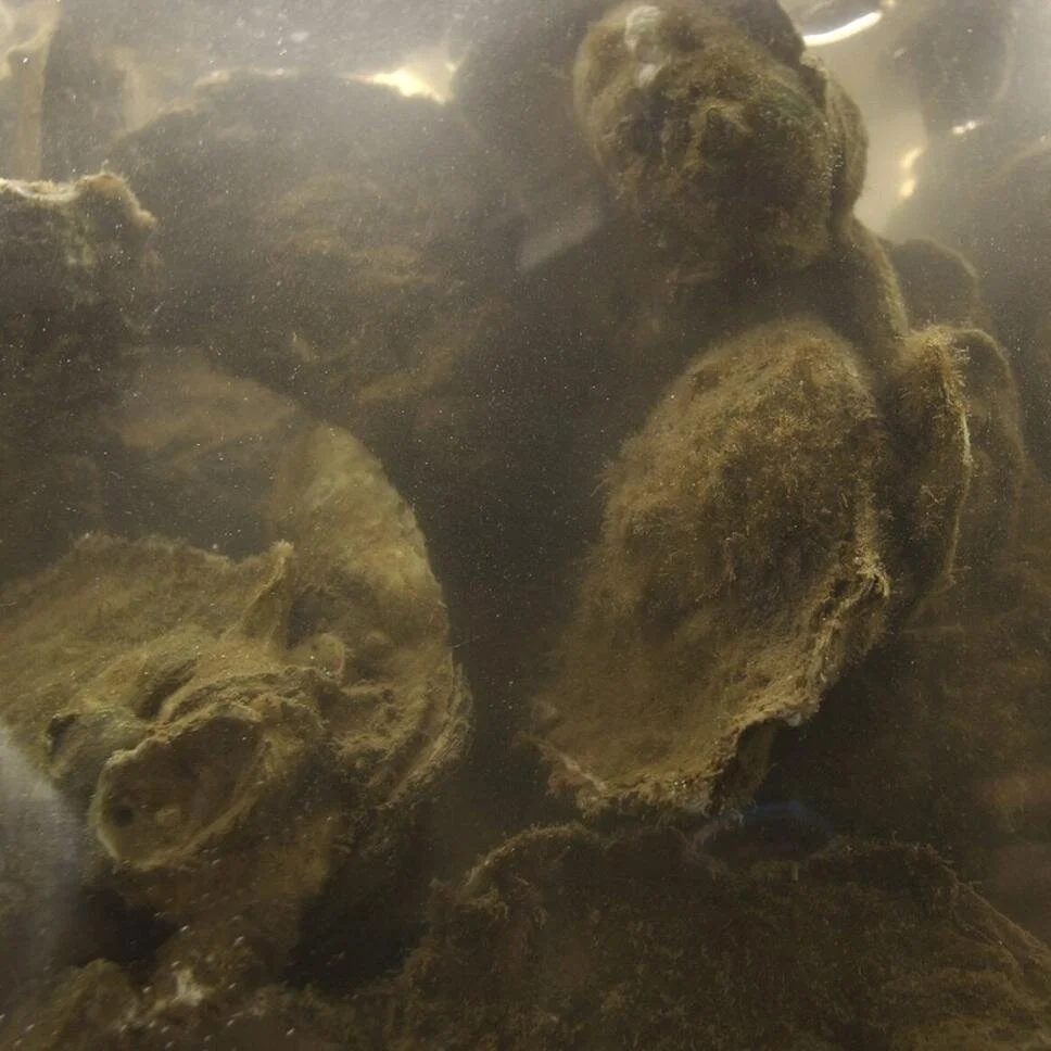 Oyster Harvesting to be Banned on Four New Reefs East of Mississippi River