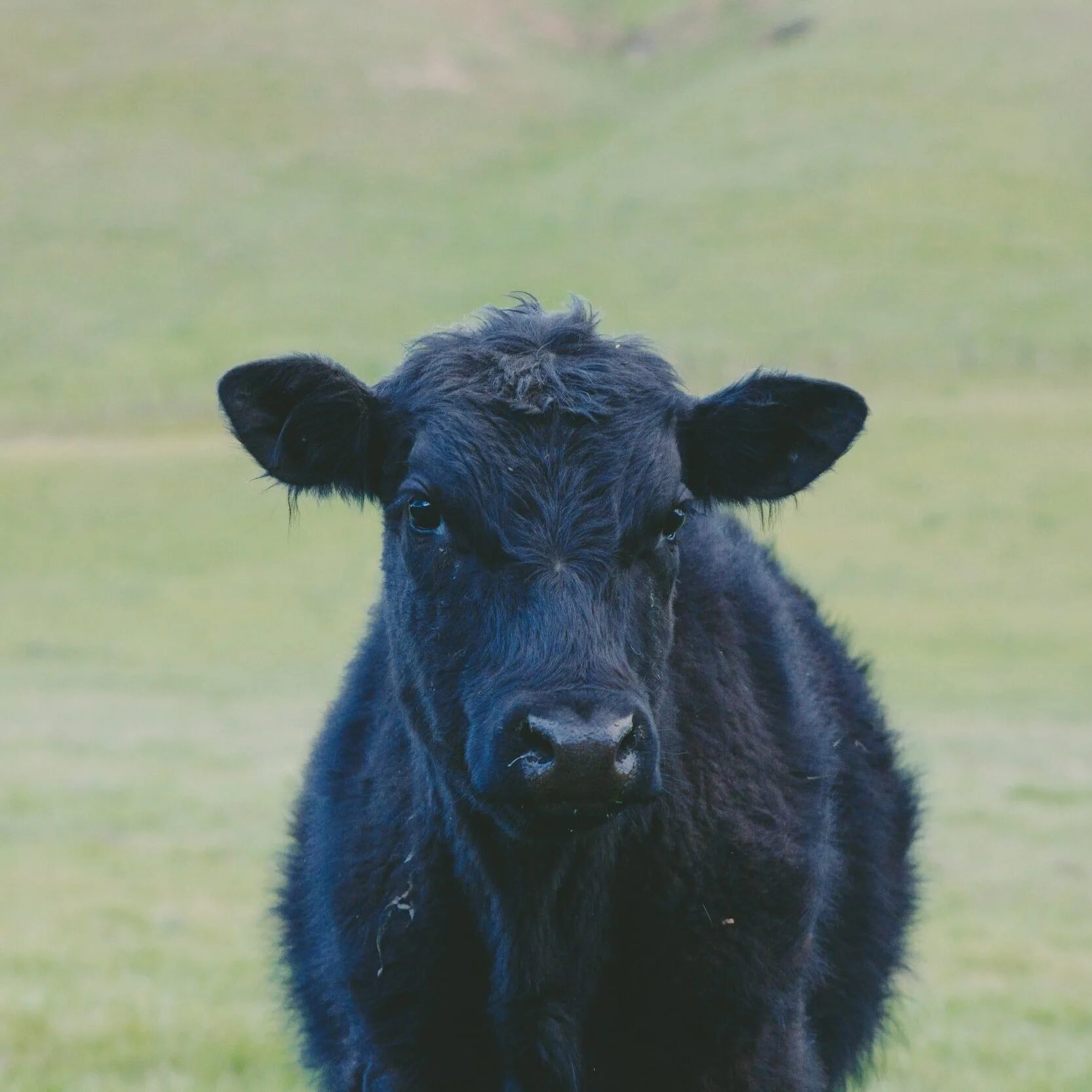 Delhi Livestock Auction: February 3, 2021