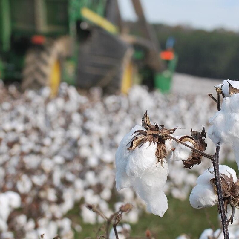 NCC Survey Suggests US Producers To Plant 11.5 Million Acres Of Cotton In 2021