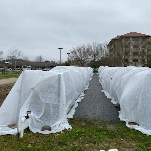 LSU AgCenter Experts Offer Tips to Protect Home, Landscape During Cold Snap